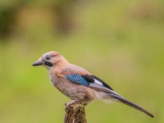 Eurasian Jay (Garrulus glandarius) Scotland, UK