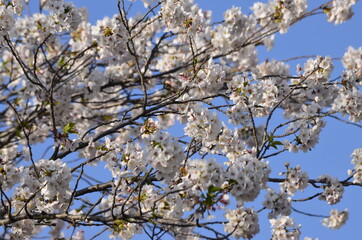 桜01