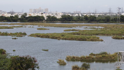 reeds in the water