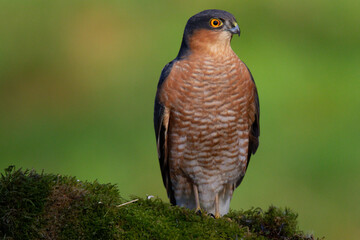 Sparrowhawk (Accipiter nisus), perched sitting on a plucking post with prey. Scotland, UK