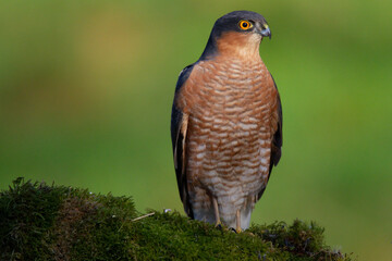 Sparrowhawk (Accipiter nisus), perched sitting on a plucking post with prey. Scotland, UK