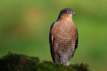 Sparrowhawk (Accipiter nisus), perched sitting on a plucking post with prey. Scotland, UK