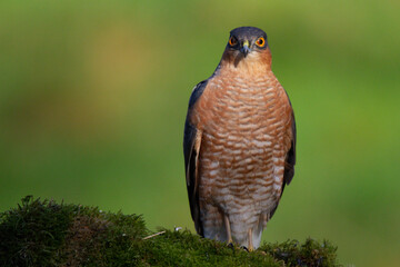 Sparrowhawk (Accipiter nisus), perched sitting on a plucking post with prey. Scotland, UK