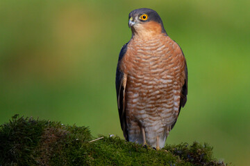 Sparrowhawk (Accipiter nisus), perched sitting on a plucking post with prey. Scotland, UK