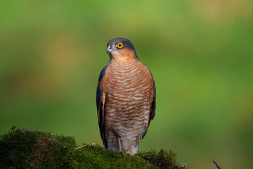 Sparrowhawk (Accipiter nisus), perched sitting on a plucking post with prey. Scotland, UK