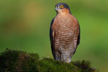 Sparrowhawk (Accipiter nisus), perched sitting on a plucking post with prey. Scotland, UK