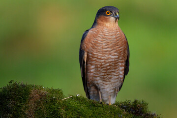 Sparrowhawk (Accipiter nisus), perched sitting on a plucking post with prey. Scotland, UK
