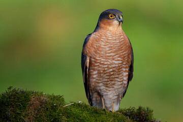 Sparrowhawk (Accipiter nisus), perched sitting on a plucking post with prey. Scotland, UK