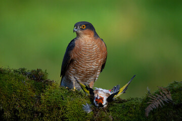 Sparrowhawk (Accipiter nisus), perched sitting on a plucking post with prey. Scotland, UK
