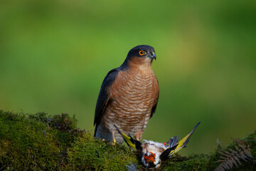 Sparrowhawk (Accipiter nisus), perched sitting on a plucking post with prey. Scotland, UK