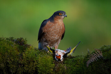 Sparrowhawk (Accipiter nisus), perched sitting on a plucking post with prey. Scotland, UK