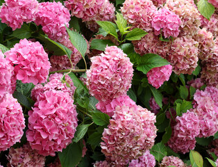 background of many large hydrangea flowers of fuchsia and pink c