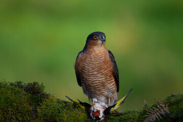 Sparrowhawk (Accipiter nisus), perched sitting on a plucking post with prey. Scotland, UK