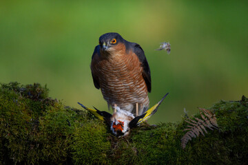 Sparrowhawk (Accipiter nisus), perched sitting on a plucking post with prey. Scotland, UK