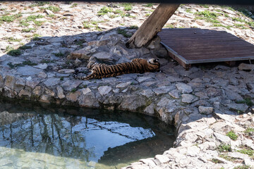 The tiger sleeps in the shade by the pond on a hot summer day in zoo park of Jagodina, Serbia