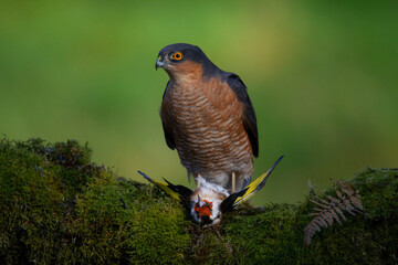Sparrowhawk (Accipiter nisus), perched sitting on a plucking post with prey. Scotland, UK