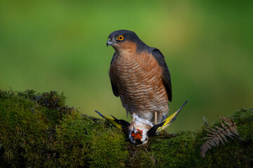 Sparrowhawk (Accipiter nisus), perched sitting on a plucking post with prey. Scotland, UK