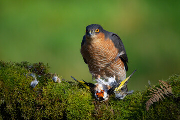 Sparrowhawk (Accipiter nisus), perched sitting on a plucking post with prey. Scotland, UK