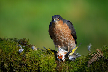 Sparrowhawk (Accipiter nisus), perched sitting on a plucking post with prey. Scotland, UK