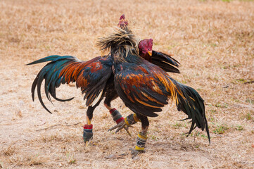 Thai gamecock