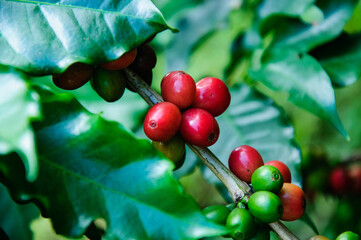 Coffee beans on tree in farm