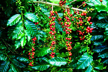 Coffee beans on tree in farm