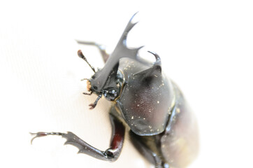 白背景のカブトムシ
