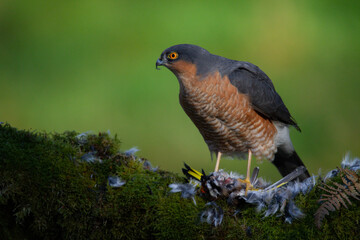Sparrowhawk (Accipiter nisus), perched sitting on a plucking post with prey. Scotland, UK