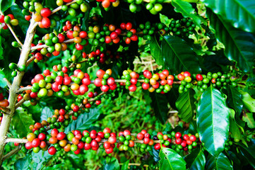 Coffee beans on tree in farm