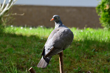 Ringeltaube bei der Futtersuche	