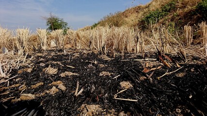 Fototapeta premium Pieces of dry straw in the rice fields and remaining straw burning