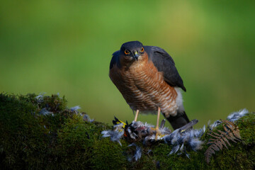 Sparrowhawk (Accipiter nisus), perched sitting on a plucking post with prey. Scotland, UK