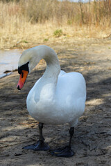 Close-up white swan stands by the lake