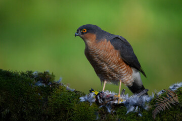 Sparrowhawk (Accipiter nisus), perched sitting on a plucking post with prey. Scotland, UK