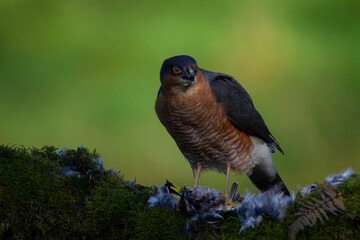 Sparrowhawk (Accipiter nisus), perched sitting on a plucking post with prey. Scotland, UK