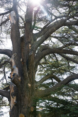 Fototapeta premium A huge Lebanon cedar. Massive ancient trunk, bark and branches. Silhouette of a tree in sunlight. The Cedars of God grove in Qadisha Valley on Mount Lebanon. Conservation of endangered forests