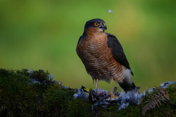 Sparrowhawk (Accipiter nisus), perched sitting on a plucking post with prey. Scotland, UK
