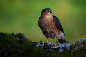 Sparrowhawk (Accipiter nisus), perched sitting on a plucking post with prey. Scotland, UK