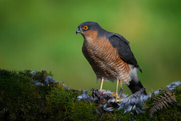 Sparrowhawk (Accipiter nisus), perched sitting on a plucking post with prey. Scotland, UK