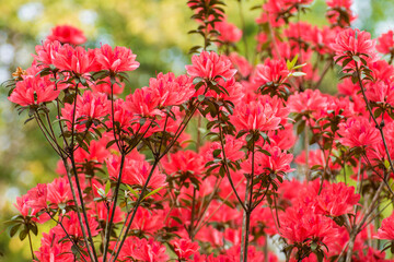 Beautiful  rhododendron flowers