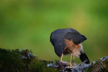 Sparrowhawk (Accipiter nisus), perched sitting on a plucking post with prey. Scotland, UK