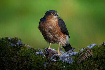 Sparrowhawk (Accipiter nisus), perched sitting on a plucking post with prey. Scotland, UK
