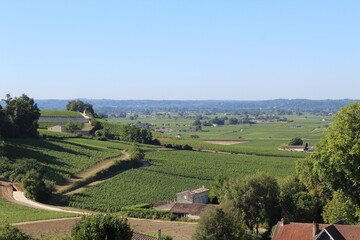 Naklejka premium Vignes Saint-Emilion