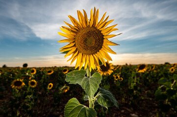 Sunflowers in a plantation during sunset in summer. Sunflower cultivation is one of the most important dry land rotations in Spain.