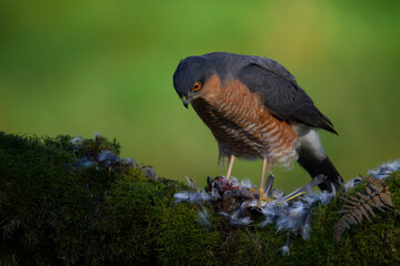 Sparrowhawk (Accipiter nisus), perched sitting on a plucking post with prey. Scotland, UK
