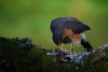 Sparrowhawk (Accipiter nisus), perched sitting on a plucking post with prey. Scotland, UK