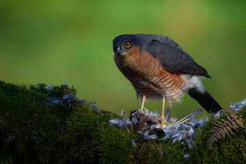 Sparrowhawk (Accipiter nisus), perched sitting on a plucking post with prey. Scotland, UK
