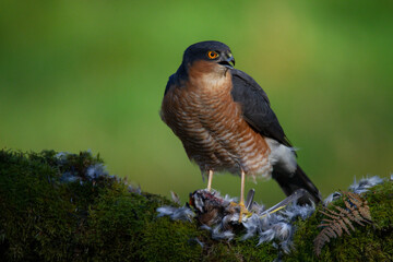 Sparrowhawk (Accipiter nisus), perched sitting on a plucking post with prey. Scotland, UK