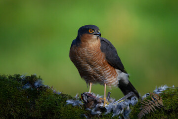 Sparrowhawk (Accipiter nisus), perched sitting on a plucking post with prey. Scotland, UK
