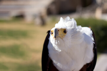 Eagle looking at something to infinity